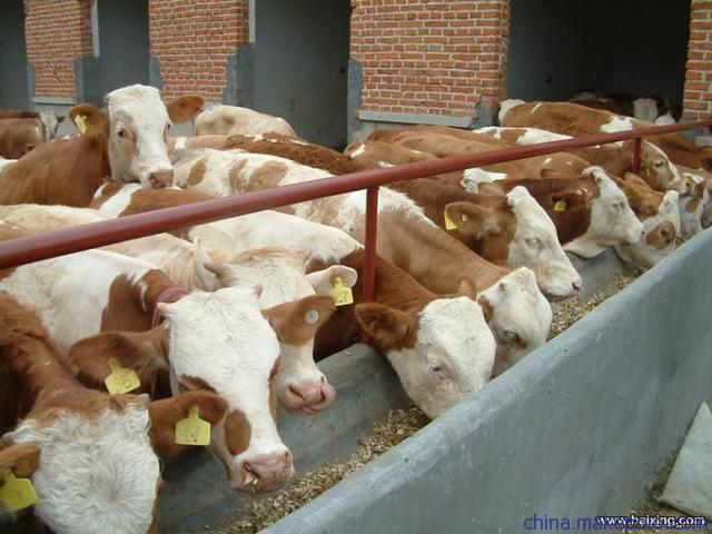 产品中心 牛 > 畜牧局直供奶牛肉牛育肥牛免费送货到家!