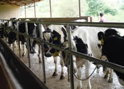 山西省忻州市奶牛肉牛养殖繁育基地农场出售肉牛奶牛生产供应出售奶牛山西省出售奶牛出售公牛销售奶牛