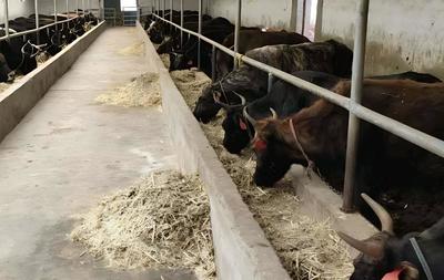 怎样才能调动农户饲养繁殖母牛的积极性?