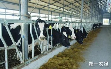奶牛养殖:饲养奶牛应该怎么喂食